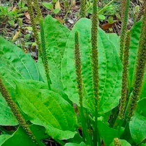 EL PLANTAGO O LLANTEN HUMILDE PERO PODEROSA