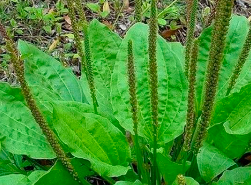 EL PLANTAGO O LLANTEN HUMILDE PERO PODEROSA